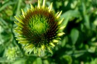 Echinacea purpurea (Třapatkovka nachová)