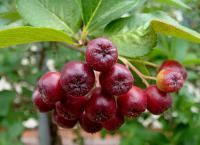 Aronia melanocarpa (Temnoplodec černoplodý, aronie černá - nezralý plod)