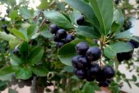 Aronia melanocarpa (Temnoplodec černoplodý, aronie černá)