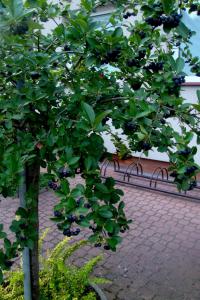 Aronia melanocarpa (Temnoplodec černoplodý, aronie černá)