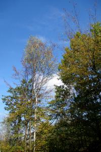 Betula pendula (Podzim 2012 bříza)