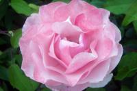 Rosa       'Queen Elizabeth'  Rose flowers