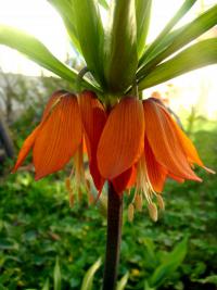 Fritillaria imperialis (Řebčík královský)
