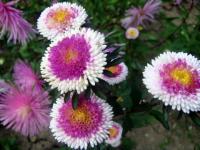Callistephus chinensis (Astra čínská)