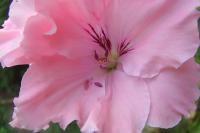 Pelargonium grandiflorum (Pelargonie velkokvětá)