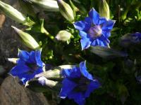 Gentiana acaulis (Hořec bezlodyžný)
