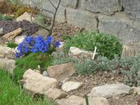 Gentiana acaulis (Hořec bezlodyžný)