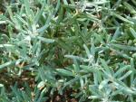 Andromeda polifolia Blue Ice