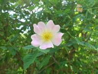 Rosa canina (Růže šípková)