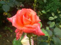 Rosa (Růže čajová Dr Waldheim)