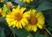 Heliopsis helianthoides (Janeba drsná)