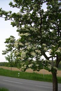Aronia melanocarpa (Temnoplodec černoplodý - kvetoucí strom)