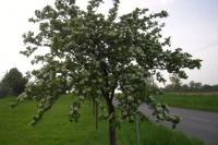 Aronia melanocarpa (Temnoplodec černoplodý)