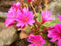 Lewisia cotyledon (Lewisie květnatá)