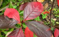 Aronia melanocarpa (Aronie černá - temnoplodec - podzimní zbarvení)