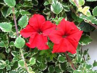 Petunia x atkinsiana (Petúnie zahradní)