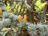 Cedrus atlantica (Cedr atlaský 'Glauca')