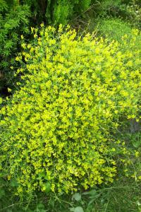 Genista lydia (Kručinka Lydijská)