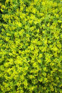 Genista lydia (Kručinka Lydijská)