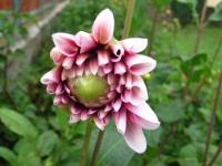 Dahlia pinnata (Jiřinka zahradní)