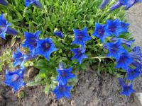 Gentiana acaulis (Hořec bezlodyžný)