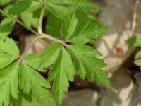 Anemone nemorosa (Sasanka hajní)
