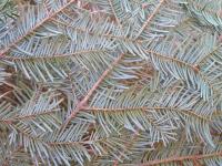 Abies alba (Jedle bělokorá)