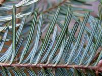 Abies alba (Jedle bělokorá)