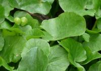 Ficaria verna (Orsej jarní)