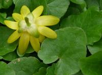 Ficaria verna (Orsej jarní)