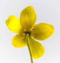 Anemone ranunculoides (Sasanka pryskyřníkovitá)