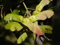 Acer platanoides (Javor mléč)