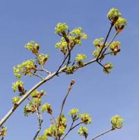 Acer platanoides (Javor mléč)