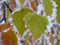 Betula pendula (Bříza bělokorá)