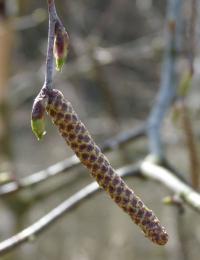 Betula pendula (Bříza bělokorá)