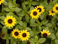 Sanvitálie poléhavá