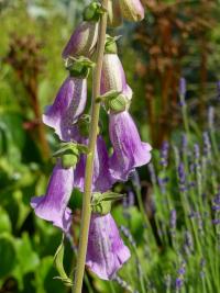 Digitalis purpurea (Náprstník červený)