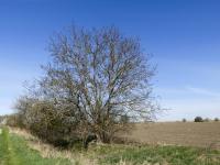 Juglans regia (Ořešák královský)