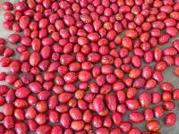 Rosa canina (Růže šípková)