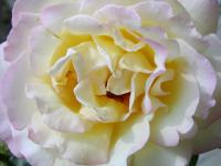 Rosa     'Gloria Dei'  Rose flowers