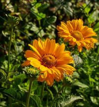 Heliopsis helianthoides var scabra (Janeba drsná)