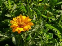 Heliopsis helianthoides var scabra (Janeba drsná)