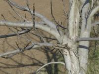 Juglans regia (Ořešák královský)