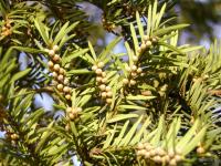 Taxus baccata (Tis červený)