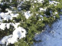 Taxus baccata (Tis červený)