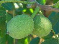 Juglans regia (Ořešák královský)