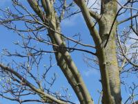 Acer pseudoplatanus (Javor klen)