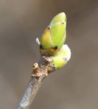 Acer pseudoplatanus (Javor klen)