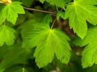 Acer pseudoplatanus (Javor klen)