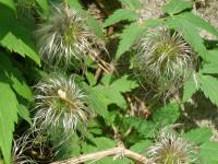 Clematis alpina (Plamének alpský)